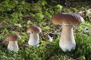 Penny Buns, Porcinos -Boletus edulis-, Untergroeningen, Baden-Wuerttemberg, Germany Penny Buns, Porcinos -Boletus edulis-, Untergroeningen, Baden-Wuerttemberg, Germany