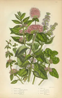 Peppermint, Mint, Spearmint, Gypsywort, Victorian Botanical Illustration Peppermint, Mint, Spearmint, Gypsywort, Victorian Botanical Illustration