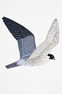 Peregrine Falcon (Falco peregrinus), adult Peregrine Falcon (Falco peregrinus), adult