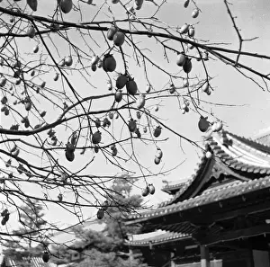 Japanese Garden Scene Prints: Persimmon Fruit