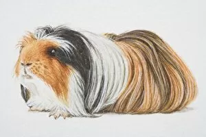 Images Dated 10th July 2006: A Peruvian and Non-self Sheltie cross-breed guinea pig