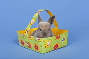 Easter Tradition Images Prints: Pet rabbit in an Easter basket