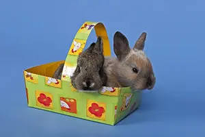 Cute Baby Rabbits Prints: Two pet rabbits in an Easter basket