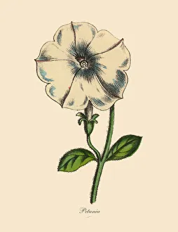Petunia Plants, Victorian Botanical Illustration Petunia Plants, Victorian Botanical Illustration