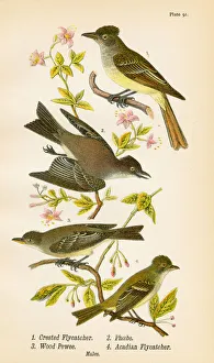 Pewee Flycatcher Phoebe bird lithograph 1890 Pewee Flycatcher Phoebe bird lithograph 1890