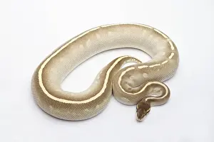 Prints of Phantom Mojave Het Ghost Ball Python or Royal Python -Python regius-, female Ball Python Prints: Female Phantom Mojave Het Ghost Ball Python Print