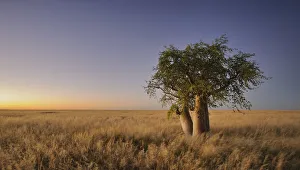 Phantom Tree (Moringa ovalifolia) at Dusk in Namibia Phantom Tree (Moringa ovalifolia) at Dusk in Namibia