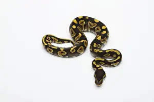 Prints of Phantom Yellow Belly Ball Python or Royal Python -Python regius-, male Ball Python Prints: Phantom Yellow Belly Ball Python Print