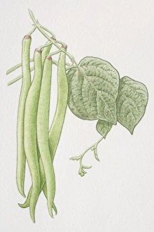 Phaseolus vulgaris, French Bean, green pods on plant Phaseolus vulgaris, French Bean, green pods on plant