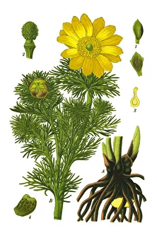 pheasants eye, spring pheasants eye, yellow pheasants eye, false hellebore pheasants eye, spring pheasants eye, yellow pheasants eye, false hellebore
