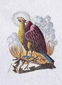 Phoenix, hand-colored copper engraving from childrens picture book by Friedrich Justin Phoenix, hand-colored copper engraving from childrens picture book by Friedrich Justin