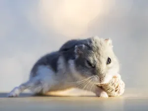 Prints of Hamster (Cricetinae), eating a dried fig, lit by sunlight Calomyscidae Prints: Fine Art Print: Hamster Eating a Dried Fig in Sunlight