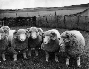 Sheep Prints: Dorset Horned Rams Print, 1949