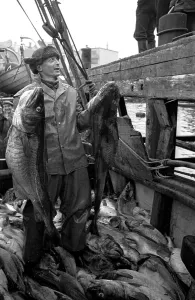 Traditional Fishing Methods Prints: Codfish Haul