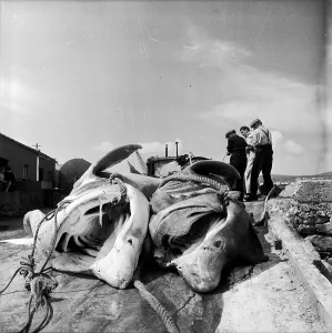 Irish Coastline Photography Prints: Dead In Dock