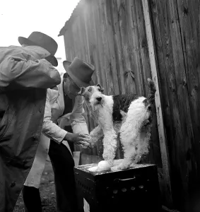 European Animal Photography Prints: Final Pamper