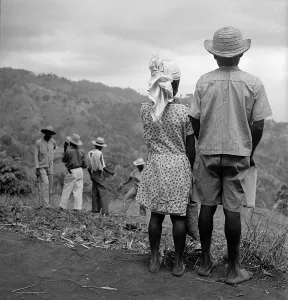 Caribbean Island Life Prints: What Is Going On ?