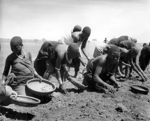 African Agriculture Prints: Groundnuts
