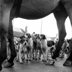 Prints of 17th January 1953: Some of the hounds of the Pytchley Hunt with a horse at a meeting in Daventry in Northamptonshire. Original Publication: Picture Post - 6531 - A Hunting We Will Go - pub Northamptonshire Prints: Hounds and Horse Print, Pytchley Hunt Meeting