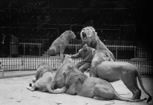 Black And White Circus Images Prints: King Of Beasts