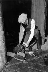 Horse Racing Trainer Prints: Muzzle Cleaning