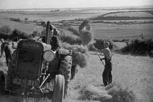 Northern Ireland Landscape Photography Prints: Loading Flax