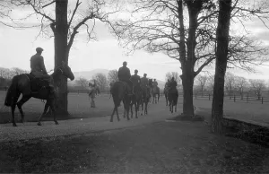 Black And White Horse Photos Prints: O'Brien's String