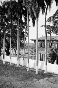 Caribbean Island Landscape Prints: Painted Trunks