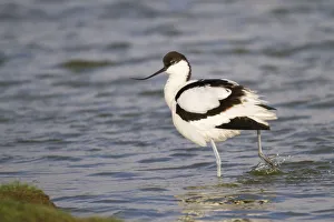 Pied Avocet -Recurvirostra avosetta- standing in water, Texel, The Netherlands Pied Avocet -Recurvirostra avosetta- standing in water, Texel, The Netherlands