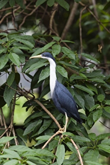 Pied Heron -Egretta Picata-, Queensland, Australia Pied Heron -Egretta Picata-, Queensland, Australia