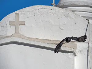 Pigeon Flying Over White Church Wall On Lycabettus Hill, Athens Pigeon Flying Over White Church Wall On Lycabettus Hill, Athens