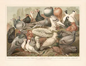 Pigeons, chromolithograph, published in 1897 Pigeons, chromolithograph, published in 1897