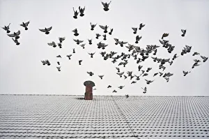 Pigeons taking flight from the snow-covered roof of a barn, Eckenhaid, Eckental Pigeons taking flight from the snow-covered roof of a barn, Eckenhaid, Eckental