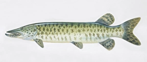 Pike, Esox masquinongy, muskellunge, side view Pike, Esox masquinongy, muskellunge, side view