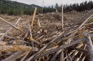 Pile of wooden logs, Big Hole Mountains, Targhee National Forest, Forest USA Pile of wooden logs, Big Hole Mountains, Targhee National Forest, Forest USA