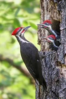 Nature wildlife/phoo chan bird nature photography/pileated woodpecker Nature wildlife/phoo chan bird nature photography/pileated woodpecker