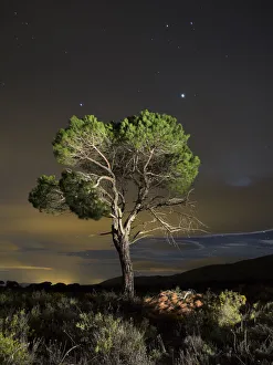 Pine in the night by the light of the moon Pine in the night by the light of the moon