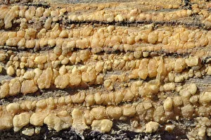 Pine resin on the trunk of a fallen pine tree, great basin bristlecone pine -Pinus Pine resin on the trunk of a fallen pine tree, great basin bristlecone pine -Pinus