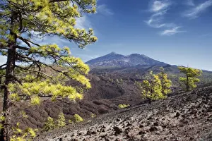 Canary Island Pine Trees Prints: Pine trees with Teide volcano on background