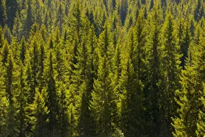 European Alps Nature Scene Prints: Pines forest