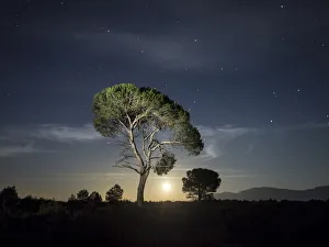 Two of pines, in the plain of a mountain illuminated by the full moon Two of pines, in the plain of a mountain illuminated by the full moon