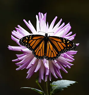 Pink Dahlia Covered by Orange Monarch Butterfly at Bayard Cutting Arboretum Pink Dahlia Covered by Orange Monarch Butterfly at Bayard Cutting Arboretum