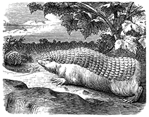 Pink fairy armadillo (Chlamyphorus truncatus) Pink fairy armadillo (Chlamyphorus truncatus)
