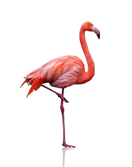 Nature wildlife/beautiful bird species gregarious flamingos/pink flamingo Nature wildlife/beautiful bird species gregarious flamingos/pink flamingo