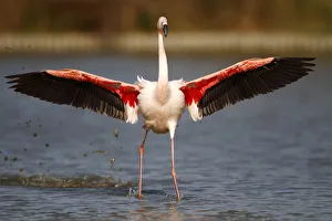 Pink Flamingo -Phoenicopterus ruber- landing in shallow water, Camargue, France, Europe Pink Flamingo -Phoenicopterus ruber- landing in shallow water, Camargue, France, Europe