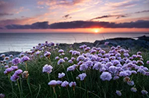 Pink flowers by the sea at sunset, Outer Hebrides, Scotland Pink flowers by the sea at sunset, Outer Hebrides, Scotland