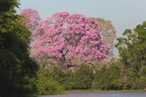 Pink Ipe tree (Handroanthus impetiginosus) by Pixiam River in Pantanal, Mato Grosso Pink Ipe tree (Handroanthus impetiginosus) by Pixiam River in Pantanal, Mato Grosso