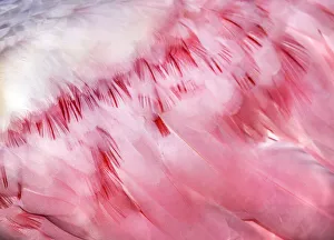 Detail of Pink Roseate Spoonbill Feathers at Fort Myers Beach, Florida Detail of Pink Roseate Spoonbill Feathers at Fort Myers Beach, Florida