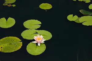 Pink and yellow Water Lily -Nymphaea- on the surface of a pond, Quebec Province, Canada Pink and yellow Water Lily -Nymphaea- on the surface of a pond, Quebec Province, Canada
