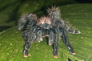 Pinktoe Tarantula -Avicularia avicularia-, Tambopata Nature Reserve, Madre de Dios Region, Peru Pinktoe Tarantula -Avicularia avicularia-, Tambopata Nature Reserve, Madre de Dios Region, Peru